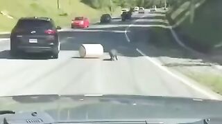 Ответственный кабаннчик