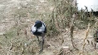Курочка