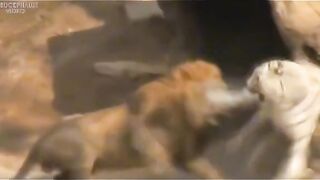 Fight of tiger and lion