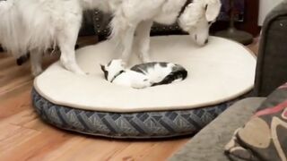 Very Funny Pets Video