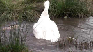 beautifull bird playing in babeis