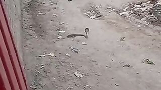 snake