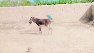 funny video donke