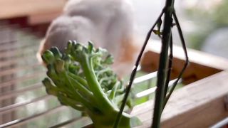 Zebra Finch Busy eating Broccoli ???? Baby Finch Wants to Play, get Angry ????????