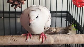 lachduif met kleintje