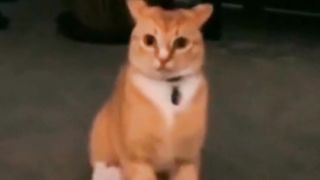 Very Funny Pet Videos