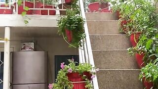 Home beautiful home plant