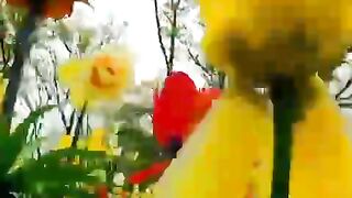Amazing Birds