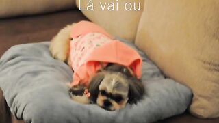 tets and animals dogs