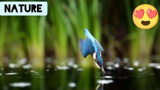 Surah mulk best recitation with most beautiful birds