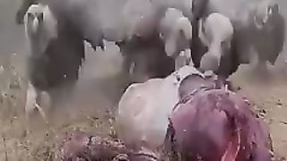 |9947Asim|Vultures swoop on red deer gone in 60 seconds
