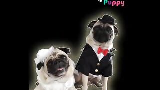 pets and animals dogs