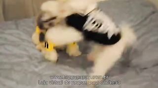 pets and animals dogs