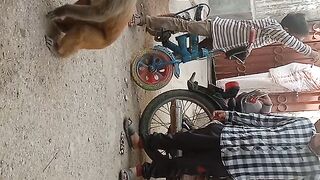Street monkey