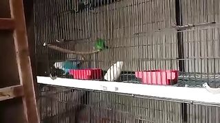 Love birds breeding game on