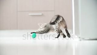 Home cat so beautiful