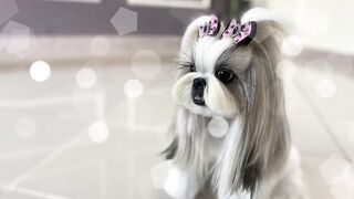 pets and animals dogs