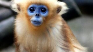 Animais engraçados, macaco