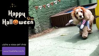 pets and animals dogs