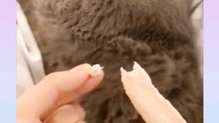 Best Funny Video