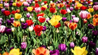 TULIP FLOWER PARK