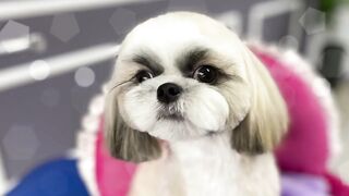pets and animals dogs