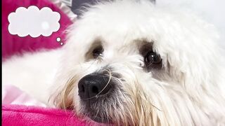 pets and animals dogs
