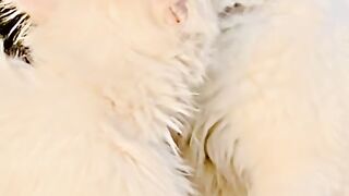 Persian cats