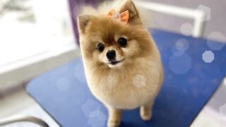 pets and animals dogs