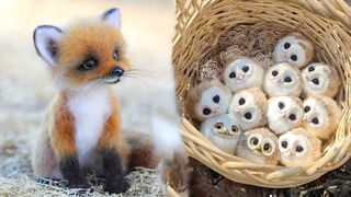 Cute baby animals and pets.