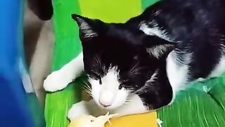Funny cat videos cute cats