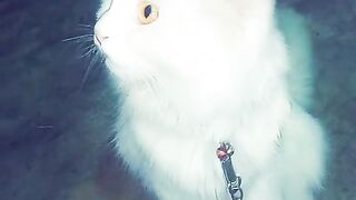 Persian cat for sale