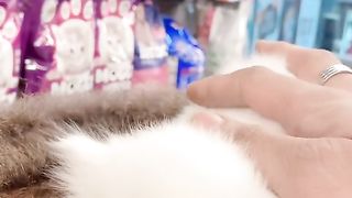 Persian Kitten for sale