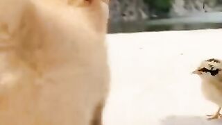 #short funny video