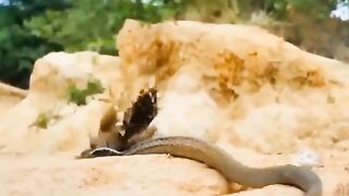 Eagle vs snake