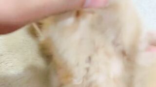 Lovely Persian kitten for sale