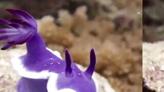 Such a beautiful Marine animal like fish ????????