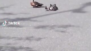 Ducks