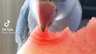 Parrot