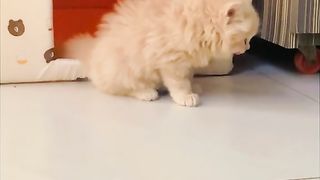 Persian cat for sale