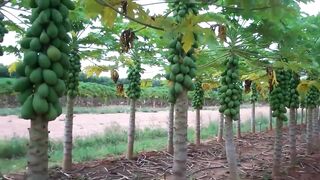 Awesome Papaya cultivation Technology