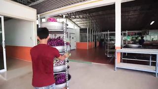 Amazing Orchid Flower Cultivation