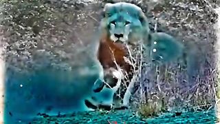 sher & kutte m farq