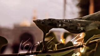 Haram of Imam Hussain a.s