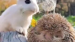 Friendship puppy and_duck_._A_beautiful_moment %23shorts.