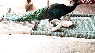 Home pets