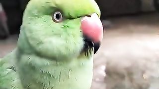 Miyan_Mitthu_parrot_talking_in_sweet_Voice_talking_#parrot_#shorts.