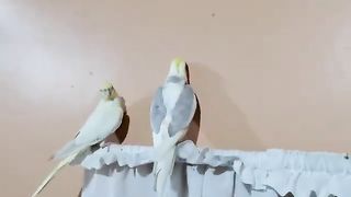 Miyan_Mitthu_parrot_talking_in_sweet_Voice_talking_#parrot_#shorts.