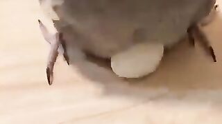 Chirping_parrot_wants_some_cuddles.