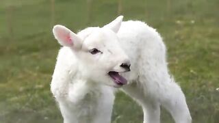 baby_lamb_going_meh_while_the_camera_violently_shakes.